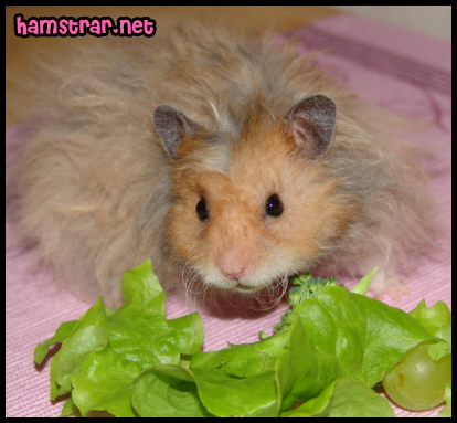hamstermat2 hamstermat2